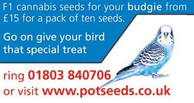 Pot Seeds - Suppliers of genuine F1 marijuana seeds.