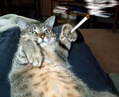 Joshy woshy cat.