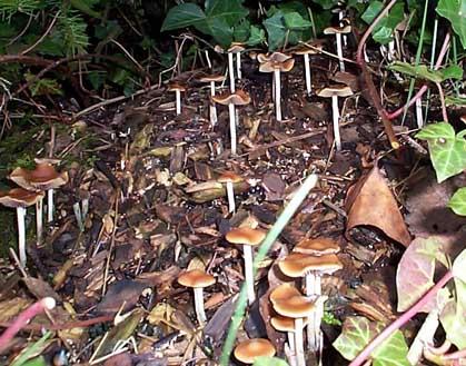 Psilocybe Cyanescens