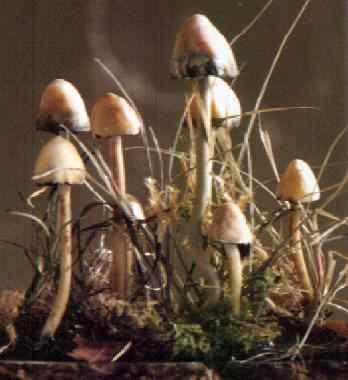 Blueing Psilocybe