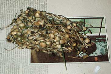 Liberty Caps from Dartmoor