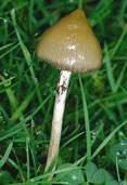 Liberty Cap Magic Mushroom - Psilocybe semilanceata