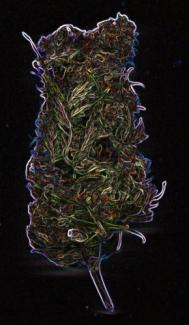 July Pot Pic from boys in Bude