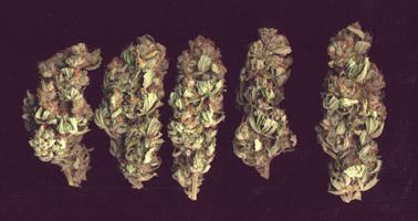 Bud from Paignton, Devon.