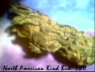 Bud from North America.