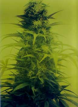 Jesus that's fucking strong