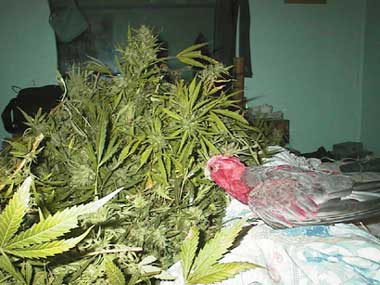 Australian gala parrot enjoying his food