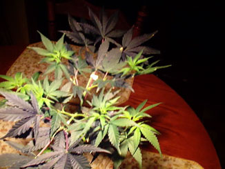 Bud pic