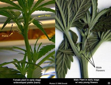 Female and male cannabis plants.
