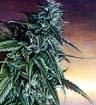 Pictures of cannabis plants