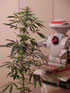 Ganja robot