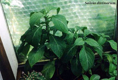Salvia Divinorum