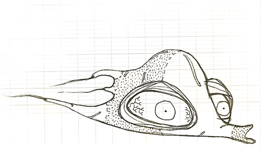 Poisson