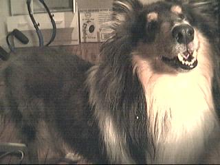 scrappy